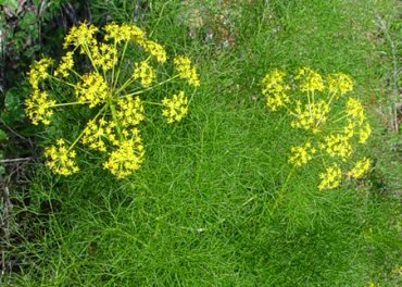 Исцеление метеоризма при помощи традиционных средств