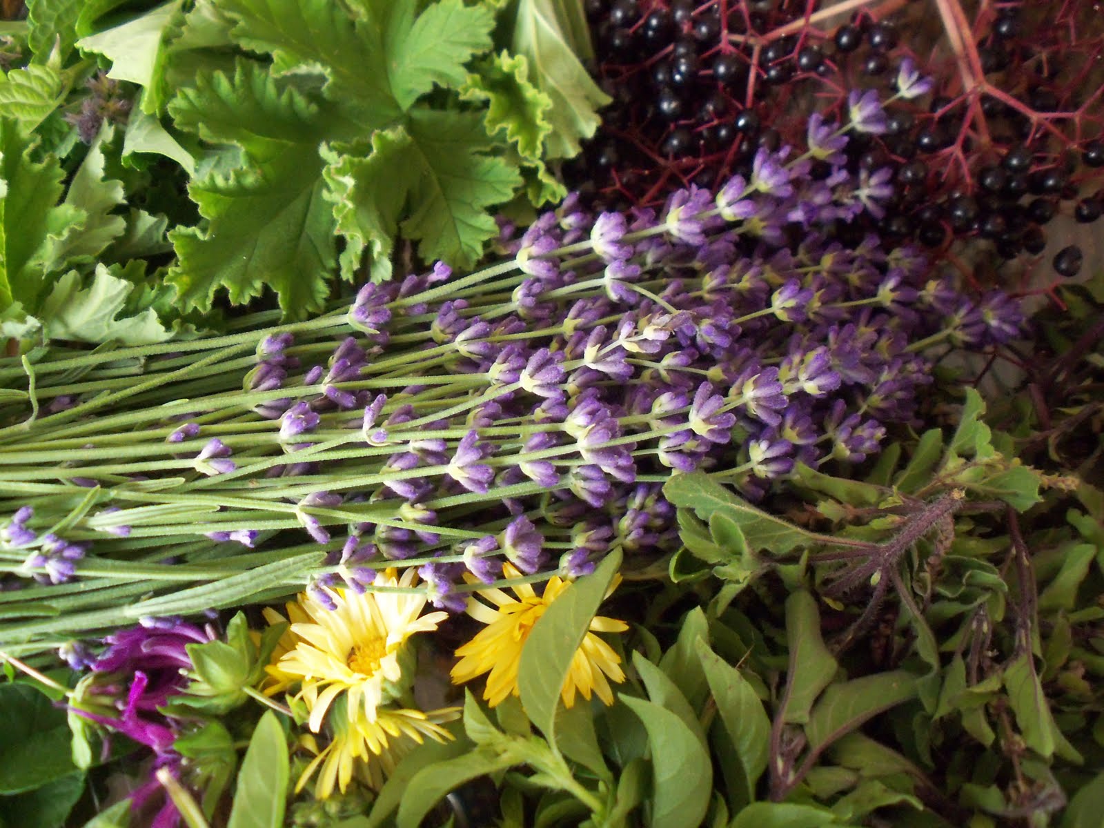 Травки от выпадения волос