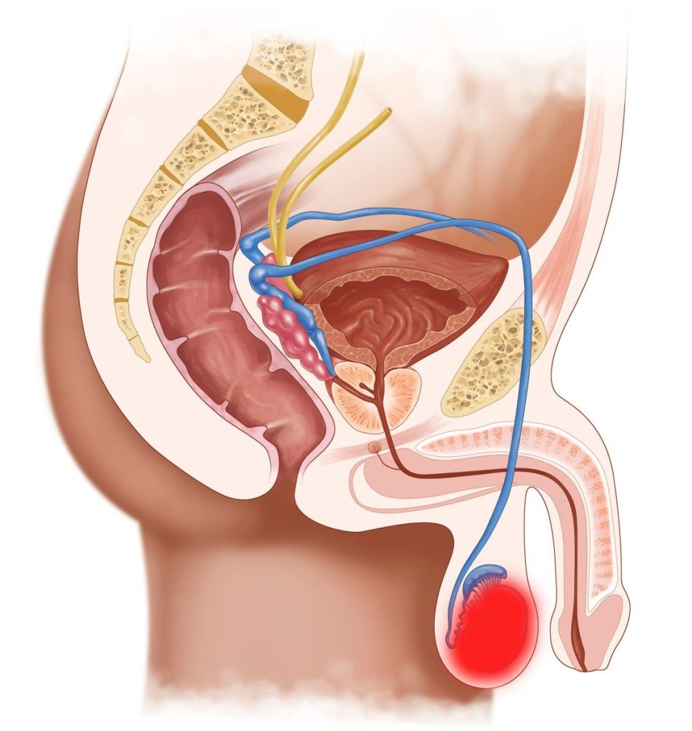 Вчені навчилися визначати ризик раку яєчок у чоловіків до народження